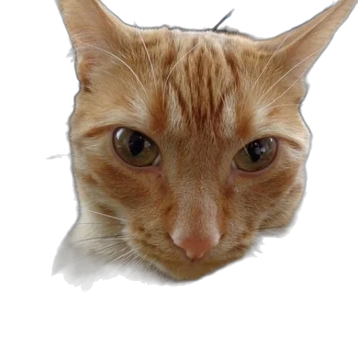 animal, face, staff, creature transparent PNG cut-out