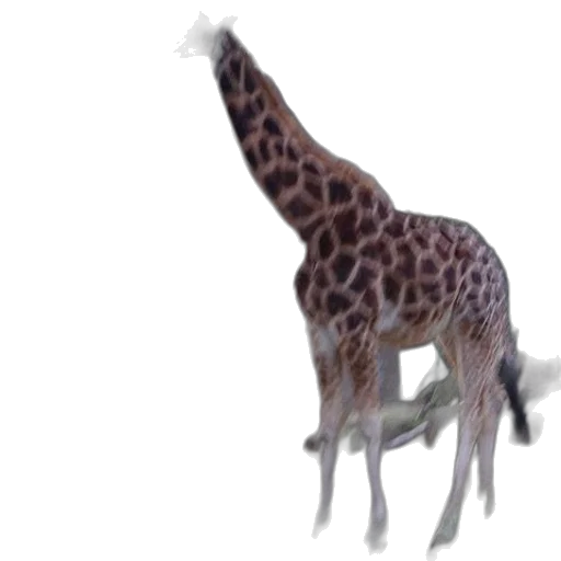 animal, creature, staff, hat transparent PNG cut-out