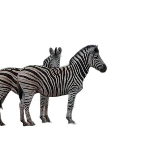 animal, creature, furniture, jewelry transparent PNG cut-out