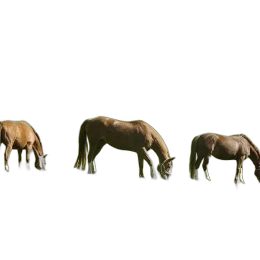 animal, furniture, creature, jewelry transparent PNG cut-out