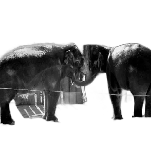 animal, concept art, photorealistic, 3d render transparent PNG cut-out