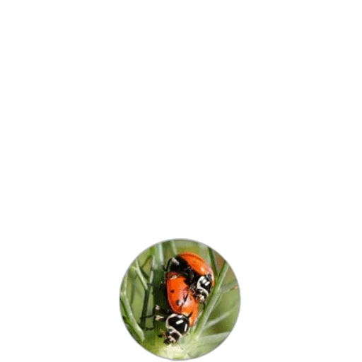 animal, creature, jewelry, hat transparent PNG cut-out