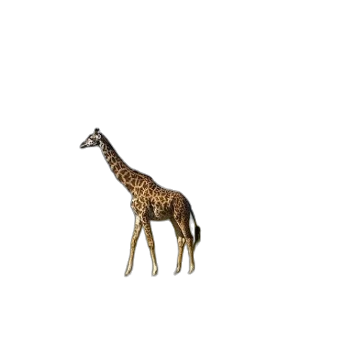 animal, creature, furniture, staff transparent PNG cut-out