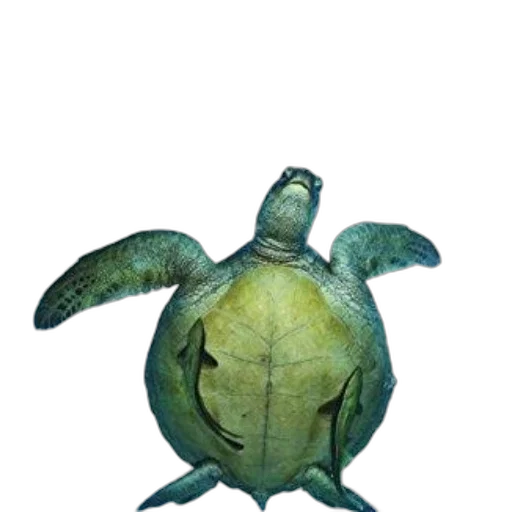 animal, creature, staff, umbrella transparent PNG cut-out
