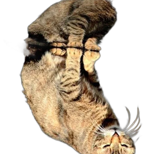 animal, hair, creature, mask transparent PNG cut-out
