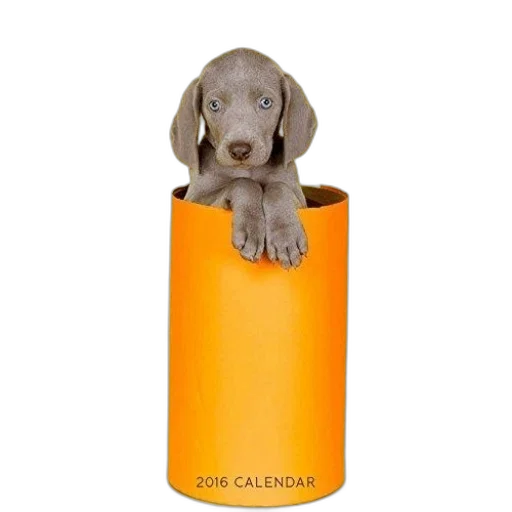 animal, photorealistic, william, wegman transparent PNG cut-out