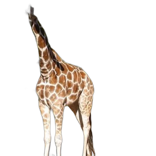 animal, staff, creature, weapon transparent PNG cut-out