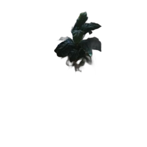 flower, dragon, animal, creature transparent PNG cut-out