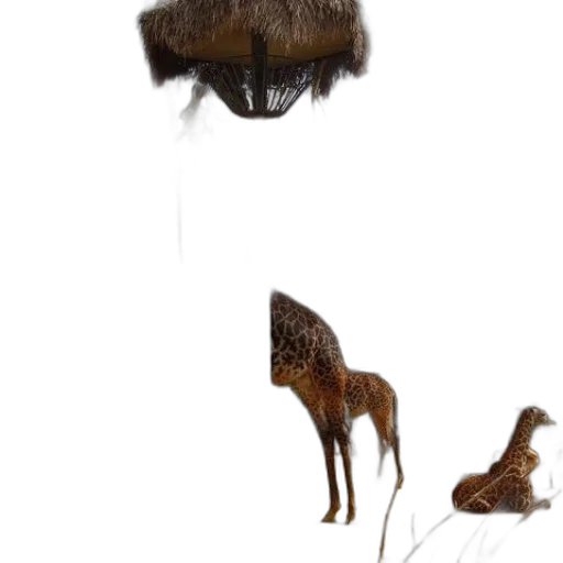animal, creature, hair, hat transparent PNG cut-out