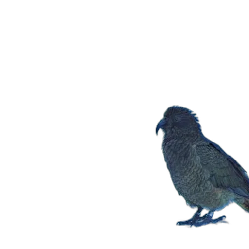animal, creature, staff, dress transparent PNG cut-out