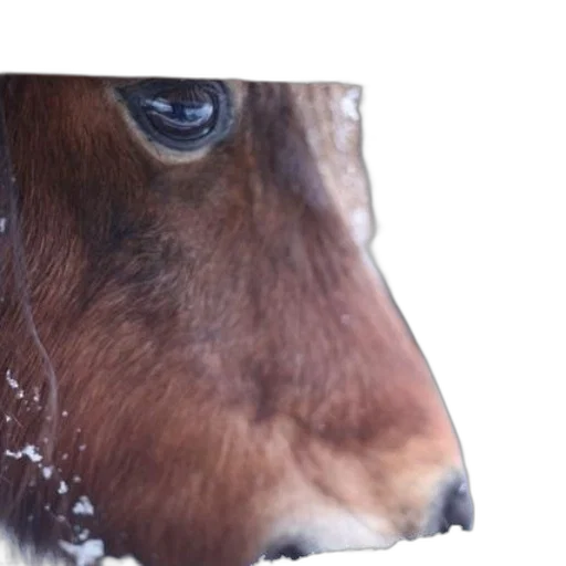 animal, mask, face, hat transparent PNG cut-out