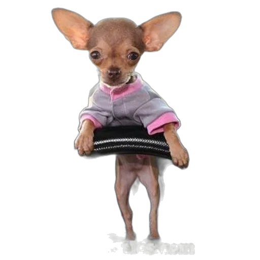 animal, creature, staff, jacket transparent PNG cut-out