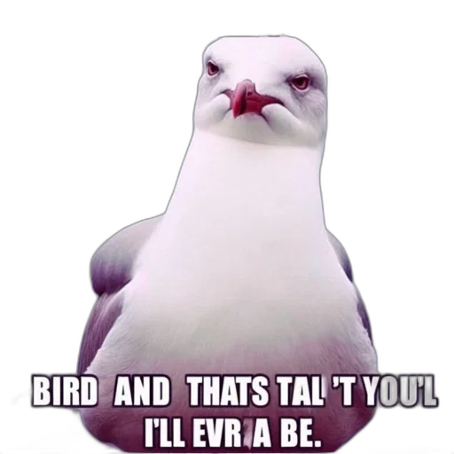 animal, dress, creature, seagull transparent PNG cut-out