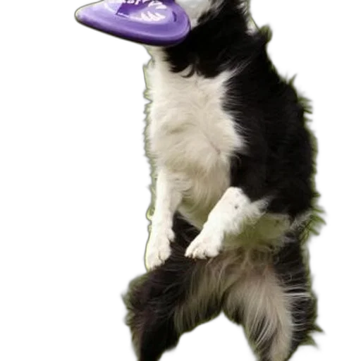 hat, animal, creature, staff transparent PNG cut-out