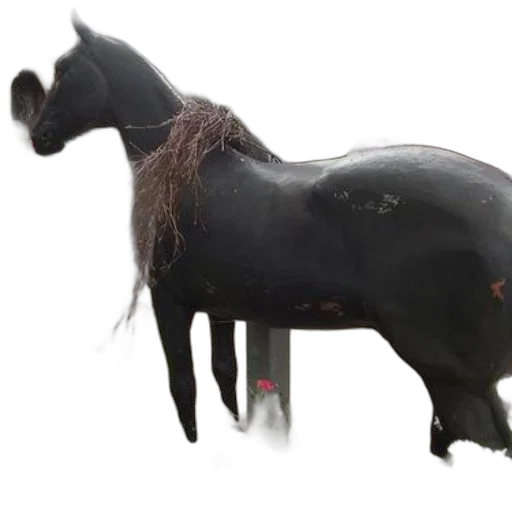 animal, hair, staff, creature transparent PNG cut-out