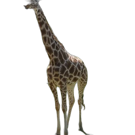 animal, creature, staff, weapon transparent PNG cut-out