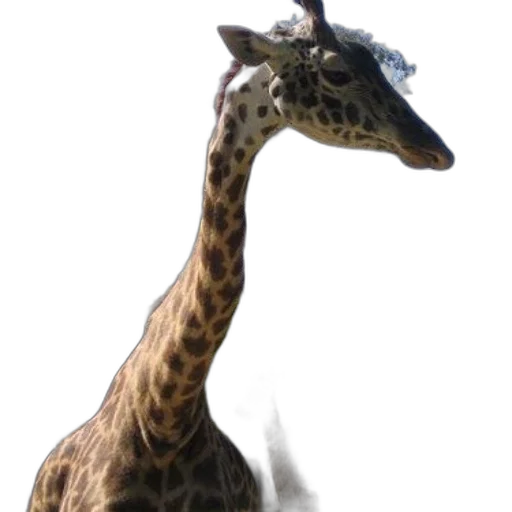 animal, creature, dragon, staff transparent PNG cut-out