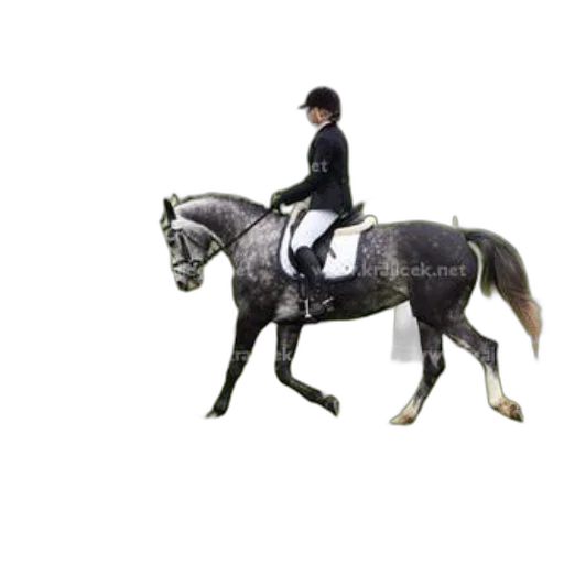 animal, staff, jacket, hat transparent PNG cut-out