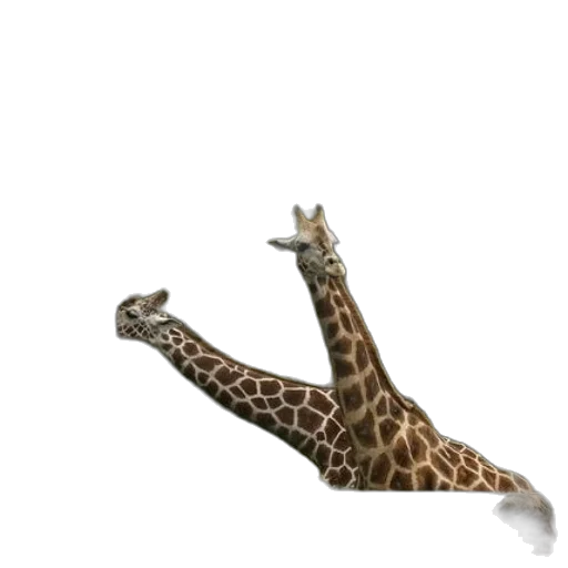 animal, creature, shoes, hat transparent PNG cut-out