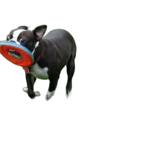 animal, staff, creature, hat transparent PNG cut-out