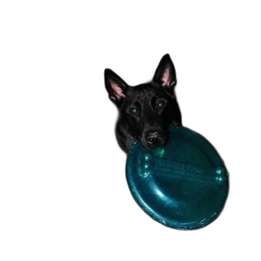 jewelry, animal, staff, creature transparent PNG cut-out