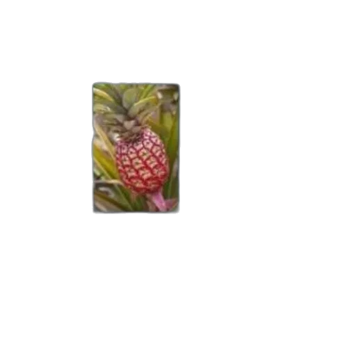 flower, food, crown, staff transparent PNG cut-out