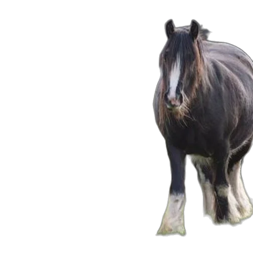 animal, creature, hair, dragon transparent PNG cut-out