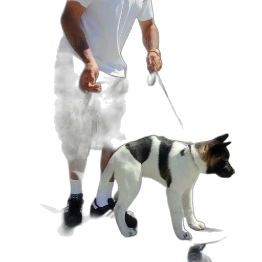 staff, animal, creature, weapon transparent PNG cut-out