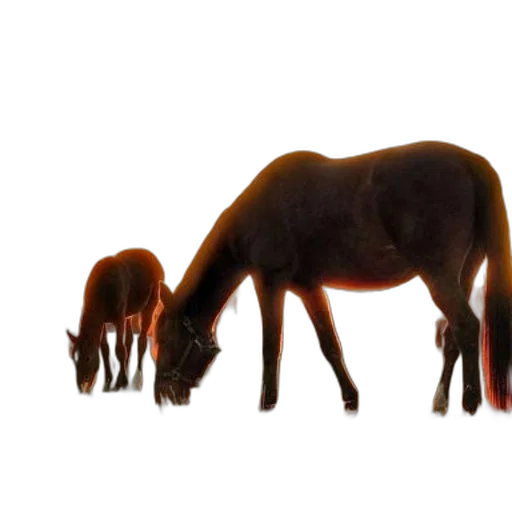 animal, creature, staff, hair transparent PNG cut-out