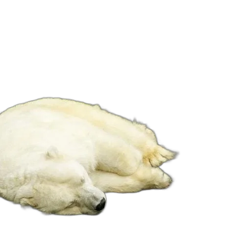animal, creature, food, hair transparent PNG cut-out