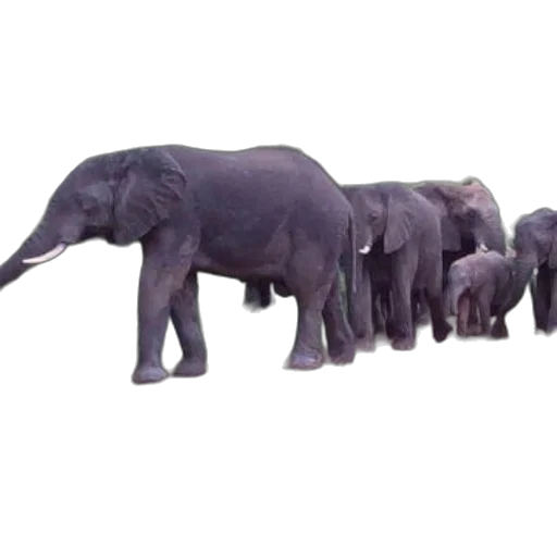 animal, staff, creature, weapon transparent PNG cut-out