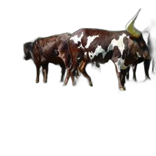 animal, food, weapon, creature transparent PNG cut-out