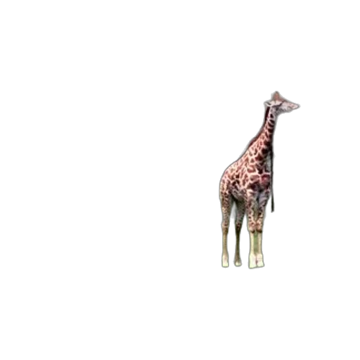 animal, creature, umbrella, car transparent PNG cut-out
