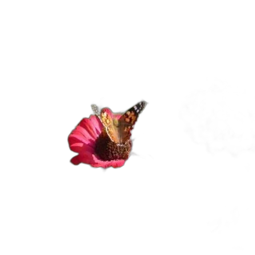 flower, crown, jewelry, animal transparent PNG cut-out
