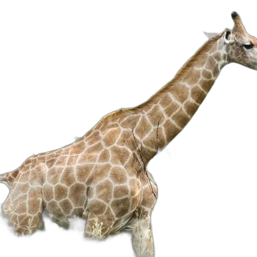 animal, creature, staff, weapon transparent PNG cut-out
