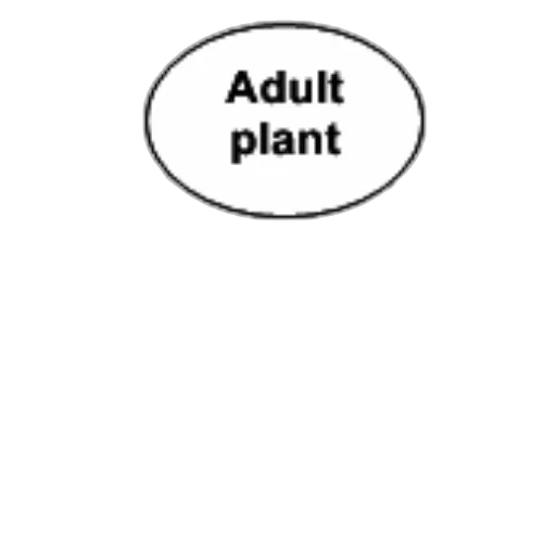 tree, food, jacket, staff transparent PNG cut-out