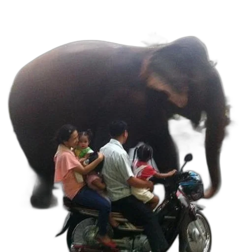 animal, creature, car, photorealistic transparent PNG cut-out
