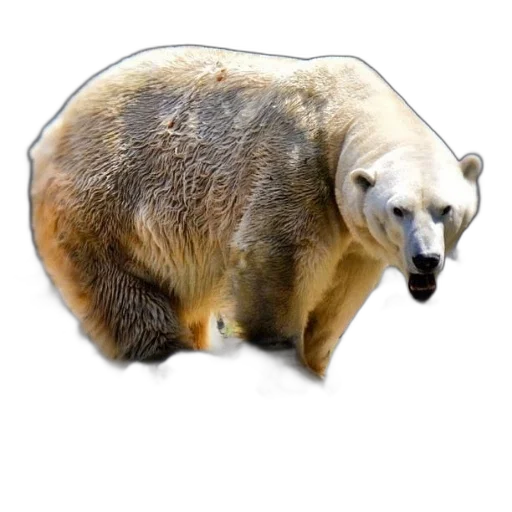 animal, creature, staff, food transparent PNG cut-out