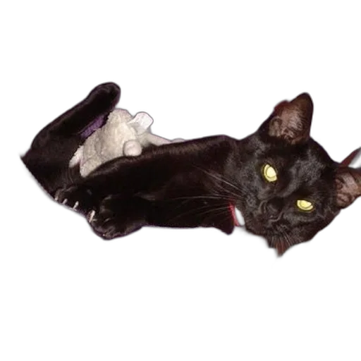 creature, animal, staff, shoes transparent PNG cut-out