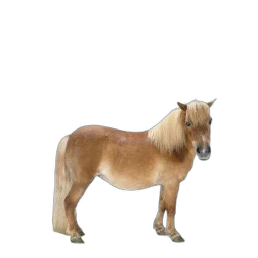 animal, creature, hair, staff transparent PNG cut-out