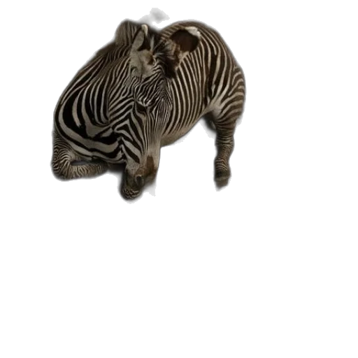 animal, creature, hair, jewelry transparent PNG cut-out