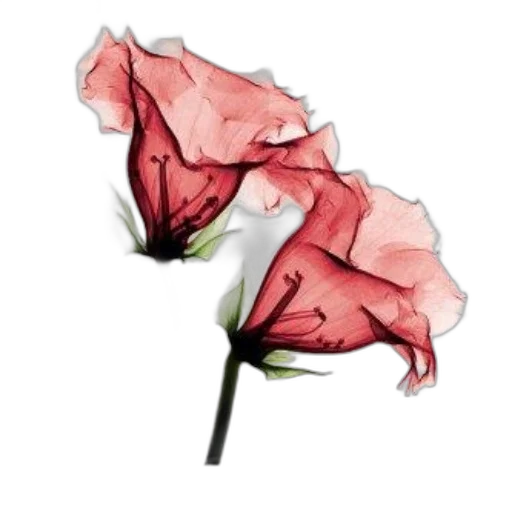 flower, umbrella, hat, crown transparent PNG cut-out