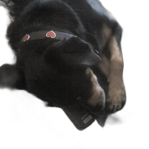 creature, staff, animal, mask transparent PNG cut-out
