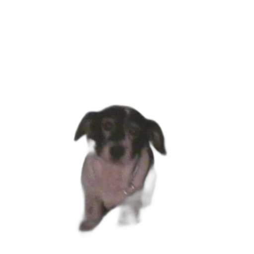 animal, creature, staff, face transparent PNG cut-out