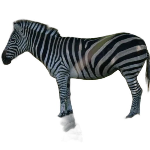 animal, creature, furniture, jewelry transparent PNG cut-out