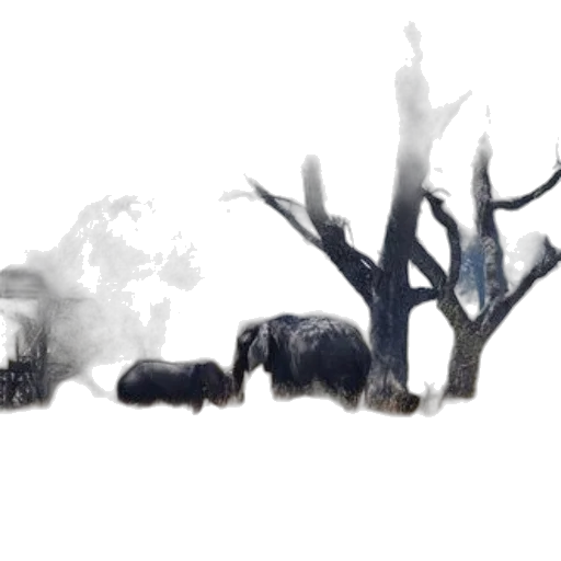 animal, tree, creature, hair transparent PNG cut-out