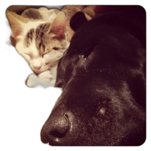 animal, face, creature, cat transparent PNG cut-out