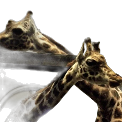 shoes, animal, mask, hat transparent PNG cut-out