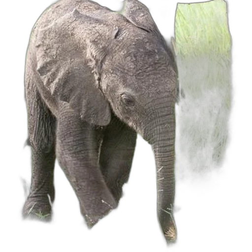 animal, creature, hat, staff transparent PNG cut-out