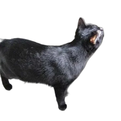 animal, creature, staff, hair transparent PNG cut-out